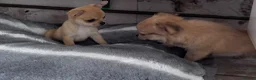 Chihuahua dogs for sale: gorgeous puppies in hull - Advert 22
