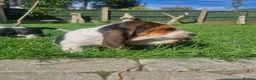 Basset Hound dogs for sale: Beautiful Basset Hounds Ready now - Advert 9