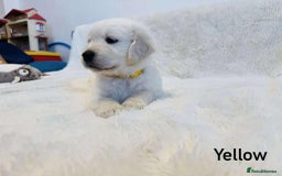 Golden Retriever dogs for sale: 🐾KC Golden Retriever Puppies for Sale 🐾 - Image 7