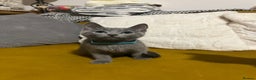 Russian Blue cats for sale: Gorgeous Championship Russian blue kittens  - Advert 5