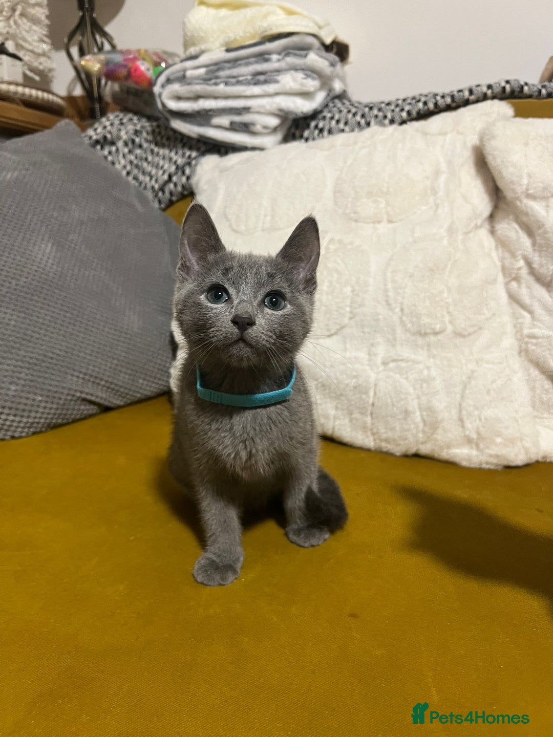 Russian Blue cats for sale: Gorgeous Championship Russian blue kittens  - Advert 5