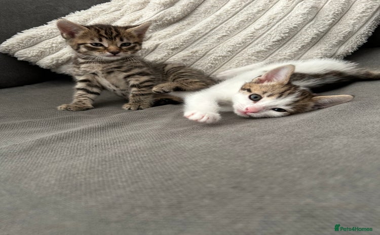 Mixed Breed cats - Advert 1