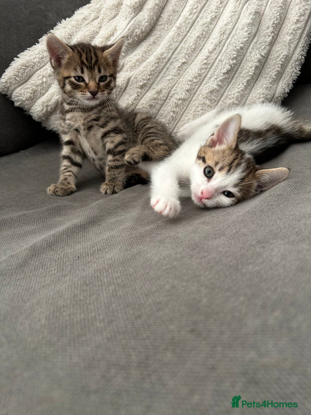 Mixed Breed cats for sale: 2 beautiful male kittens ready to go! - Image 1