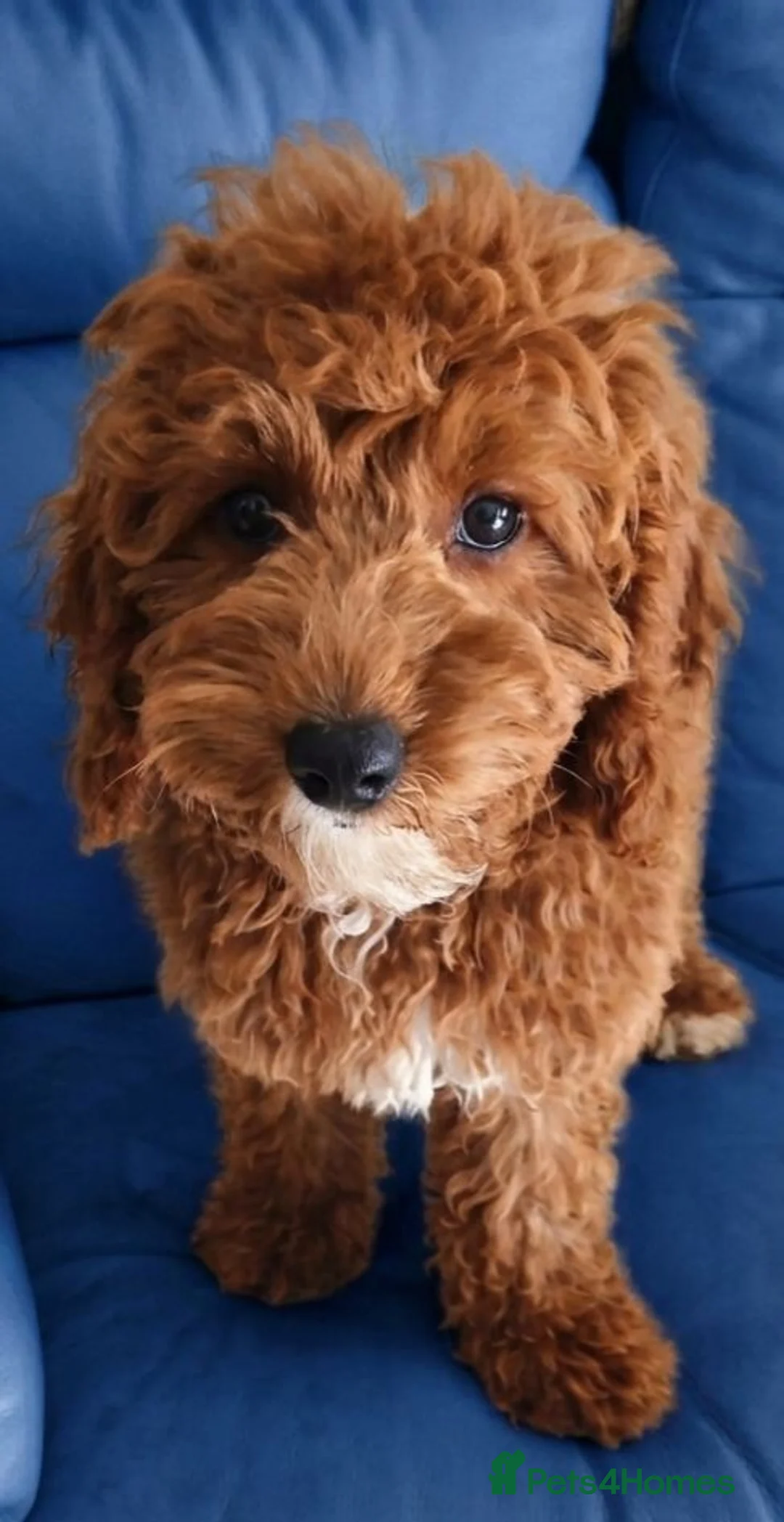 Cockapoo dogs for sale: Adorable Cockapoos Looking for Loving Homes 🐶❤️  - Advert 1