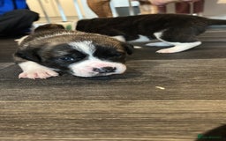 Mixed Breed dogs for sale: Old English bulldog/japanese Akita husky puppies - Image 4