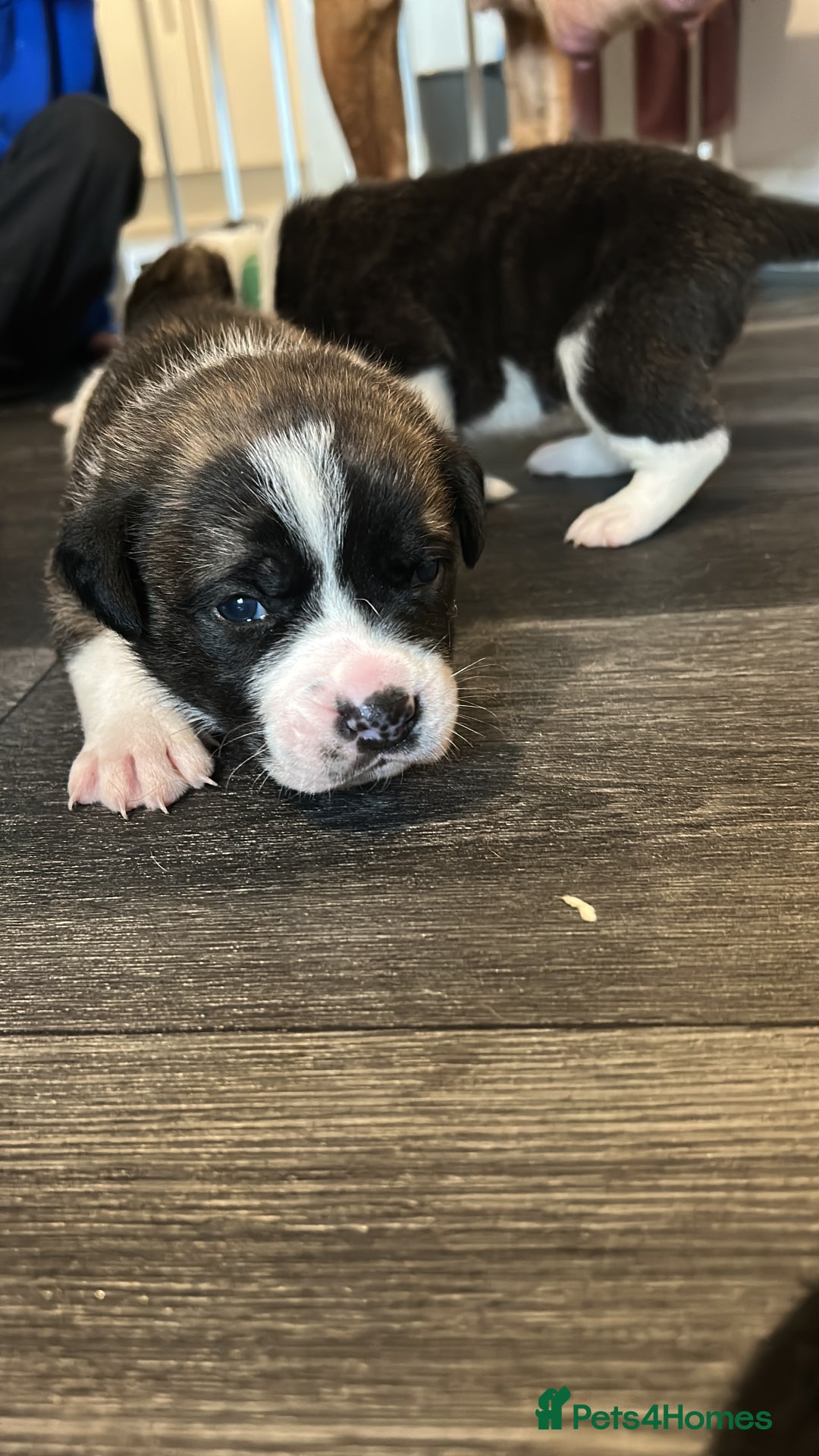 Mixed Breed dogs for sale: Old English bulldog/japanese Akita husky puppies - Image 4