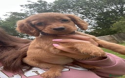 Cocker Spaniel dogs for sale: KC registered Red Cocker Spaniel Pups  - Image 20