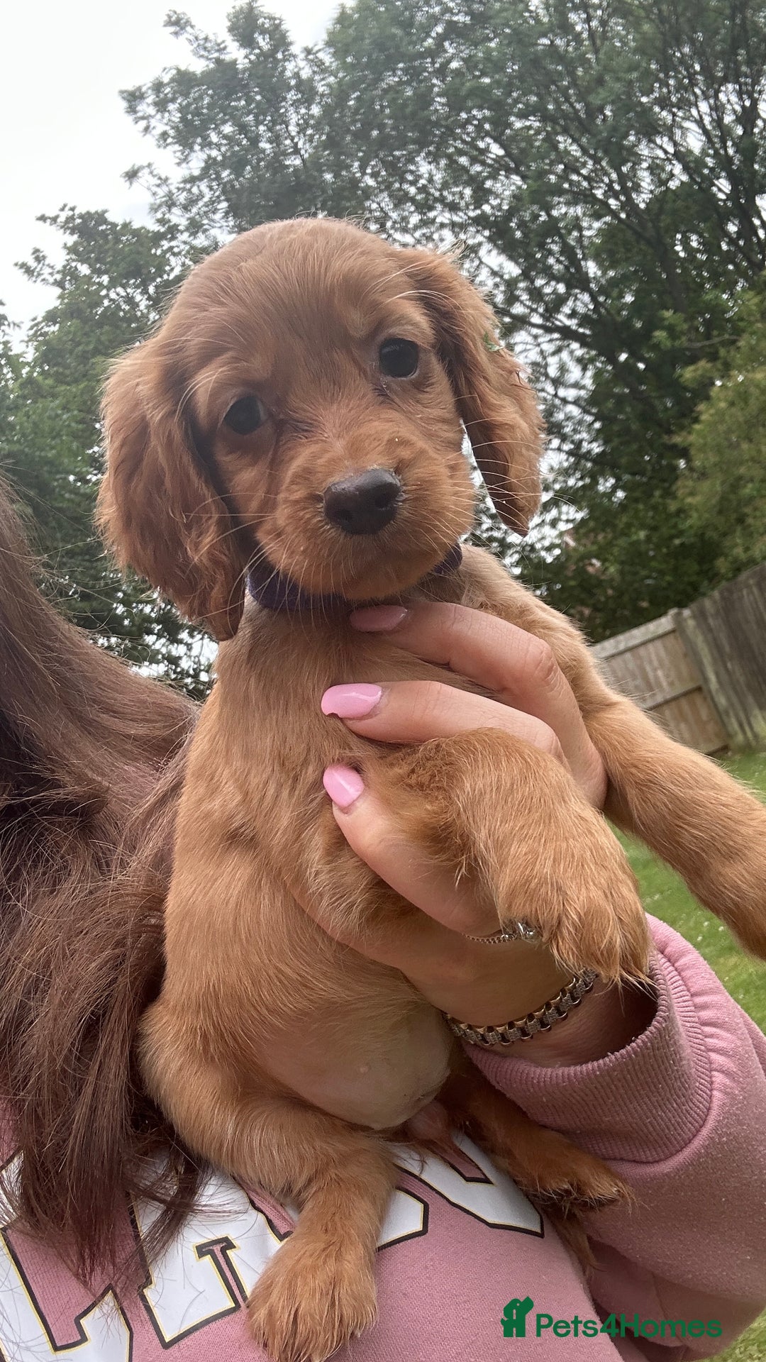 Cocker Spaniel dogs for sale: KC registered Red Cocker Spaniel Pups  - Image 20