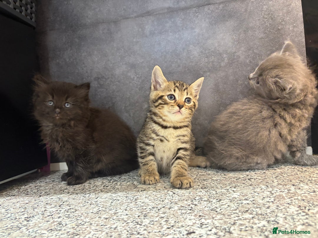 Mixed Breed cats for sale: Ragdoll cross British long hair kittens  - Image 17