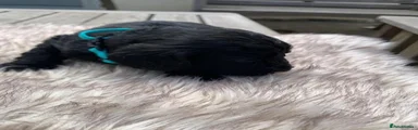 Cockapoo 3