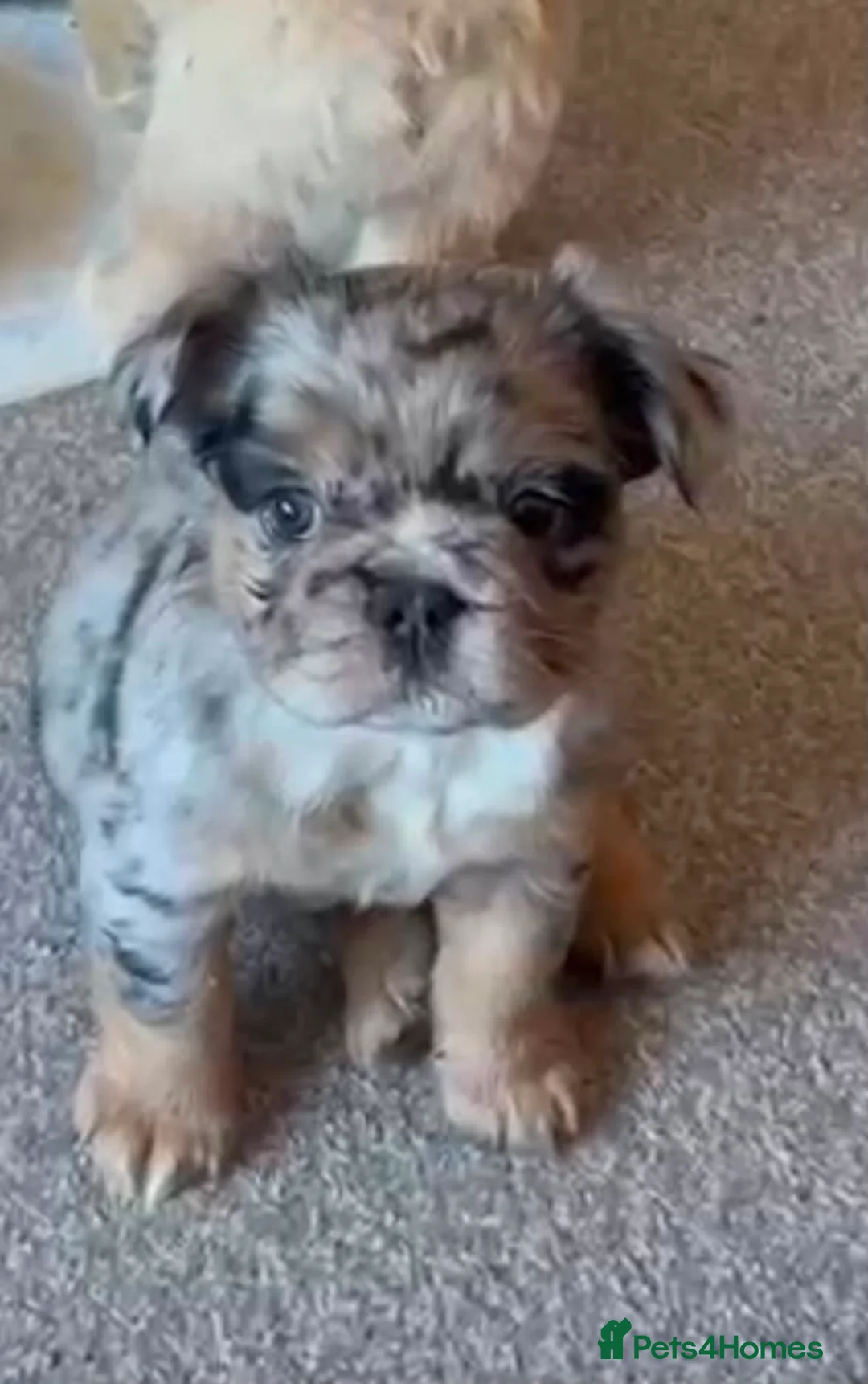 French Bulldog dogs for sale: Fluffy French bulldogs.  - Advert 2