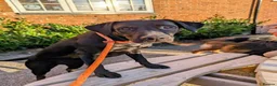 Labrador Retriever dogs for sale: Quality Pedigree Labrador Puppies Available - Advert 2
