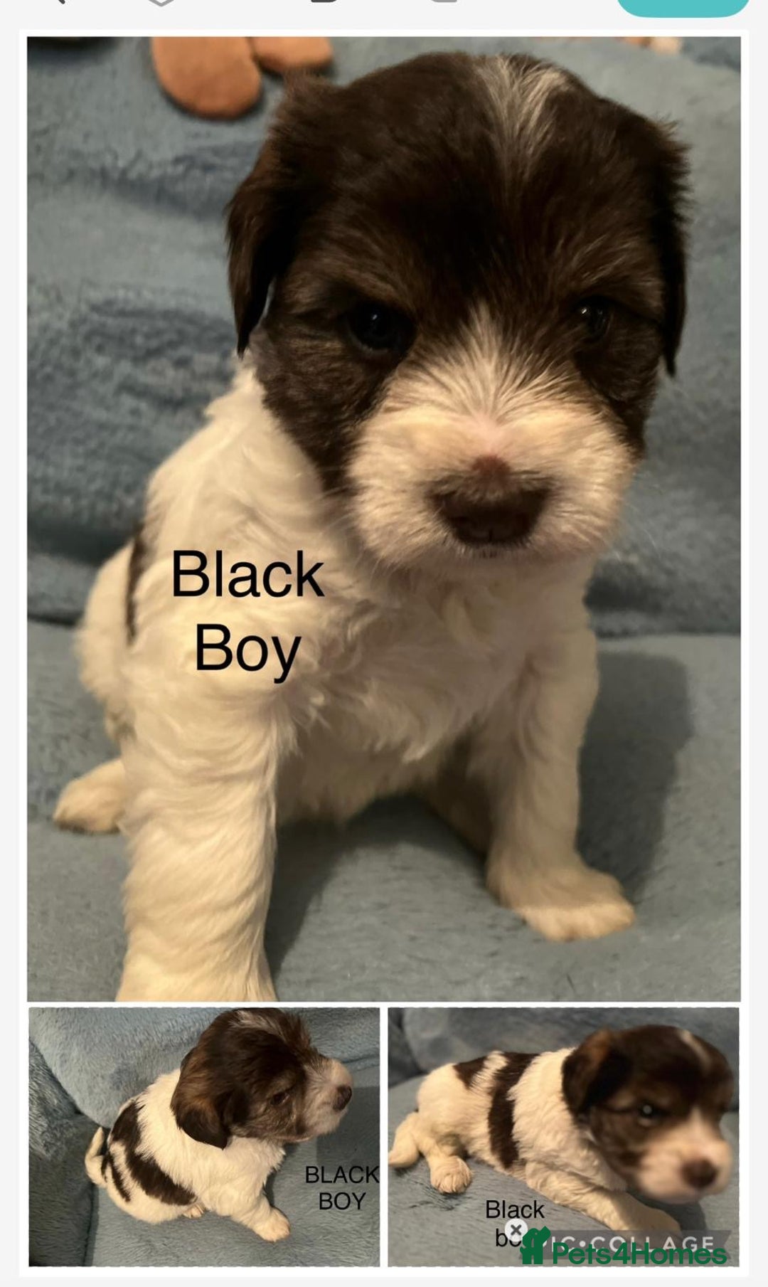 Miniature Schnauzer dogs for sale: OMG ❤️RARE  PEDIGREE PARTI MINIATURE SCHNAUZER  - Advert 31