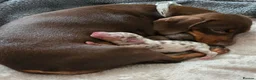 Miniature Dachshund dogs for sale: Miniature Dachshund pups for sale  - Advert 7
