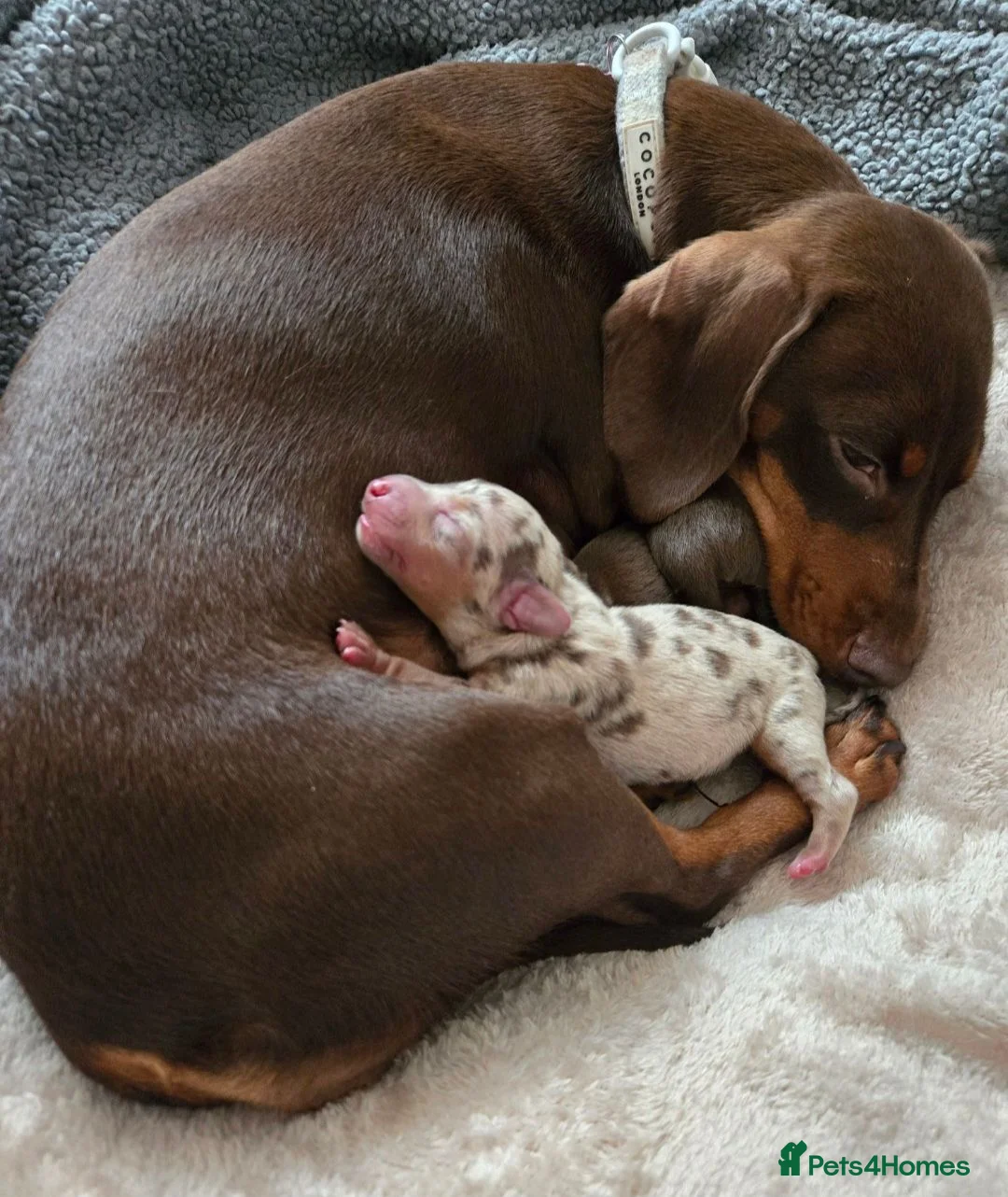 Miniature Dachshund dogs for sale: Miniature Dachshund pups for sale  - Advert 7