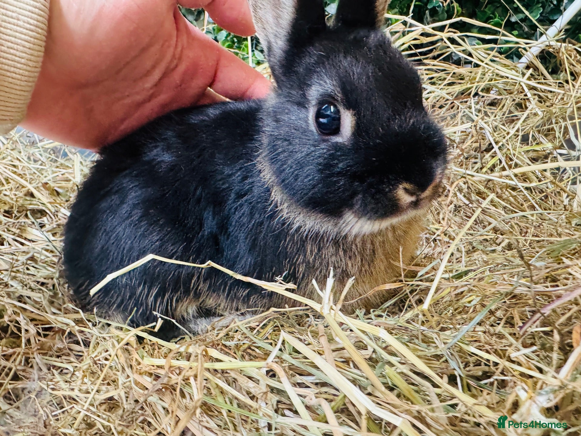 Netherland Dwarf rabbits Bunnies 🐰 looking 4 Loving Homes 🏡  - Advert 10