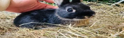 Netherland Dwarf rabbits for sale: Bunnies 🐰 looking 4 Loving Homes 🏡  - Advert 1