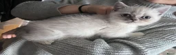 Mixed Breed cats for sale: LAST GIRL LEFT 4 BRITISH SHORTHAIR X KITTENS 🩵🩷 - Advert 9