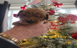 Cockapoo dogs for sale: 3 boy cockapoos  - Advert 6