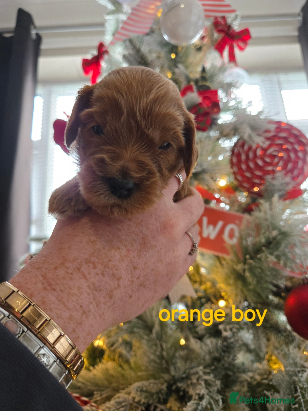 Cockapoo dogs for sale: 3 boy cockapoos  - Advert 6