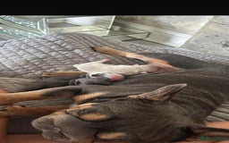 French Bulldog dogs for sale: Luxury full fluffy French bulldog  - Image 9