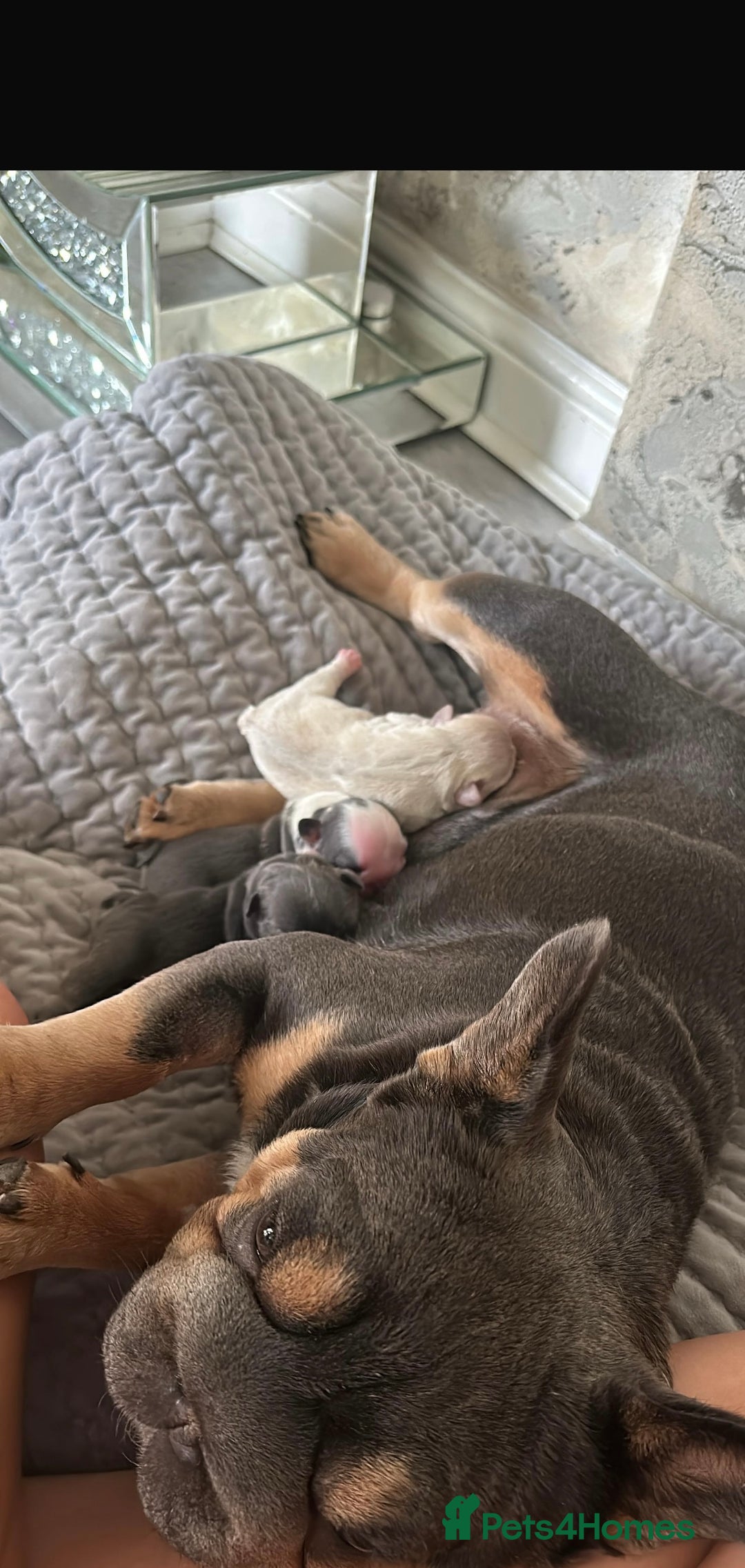 French Bulldog dogs for sale: Luxury full fluffy French bulldog  - Image 9