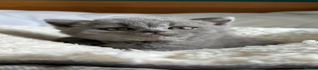 British Shorthair Kitten 4