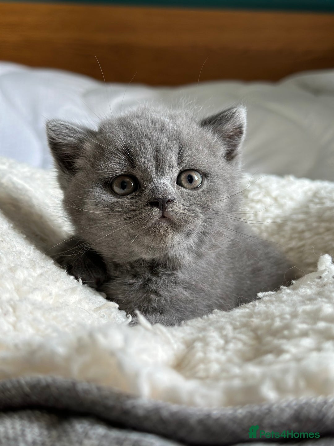 British Shorthair cats for sale: Pedigree British Shorthair Kittens - Image 12