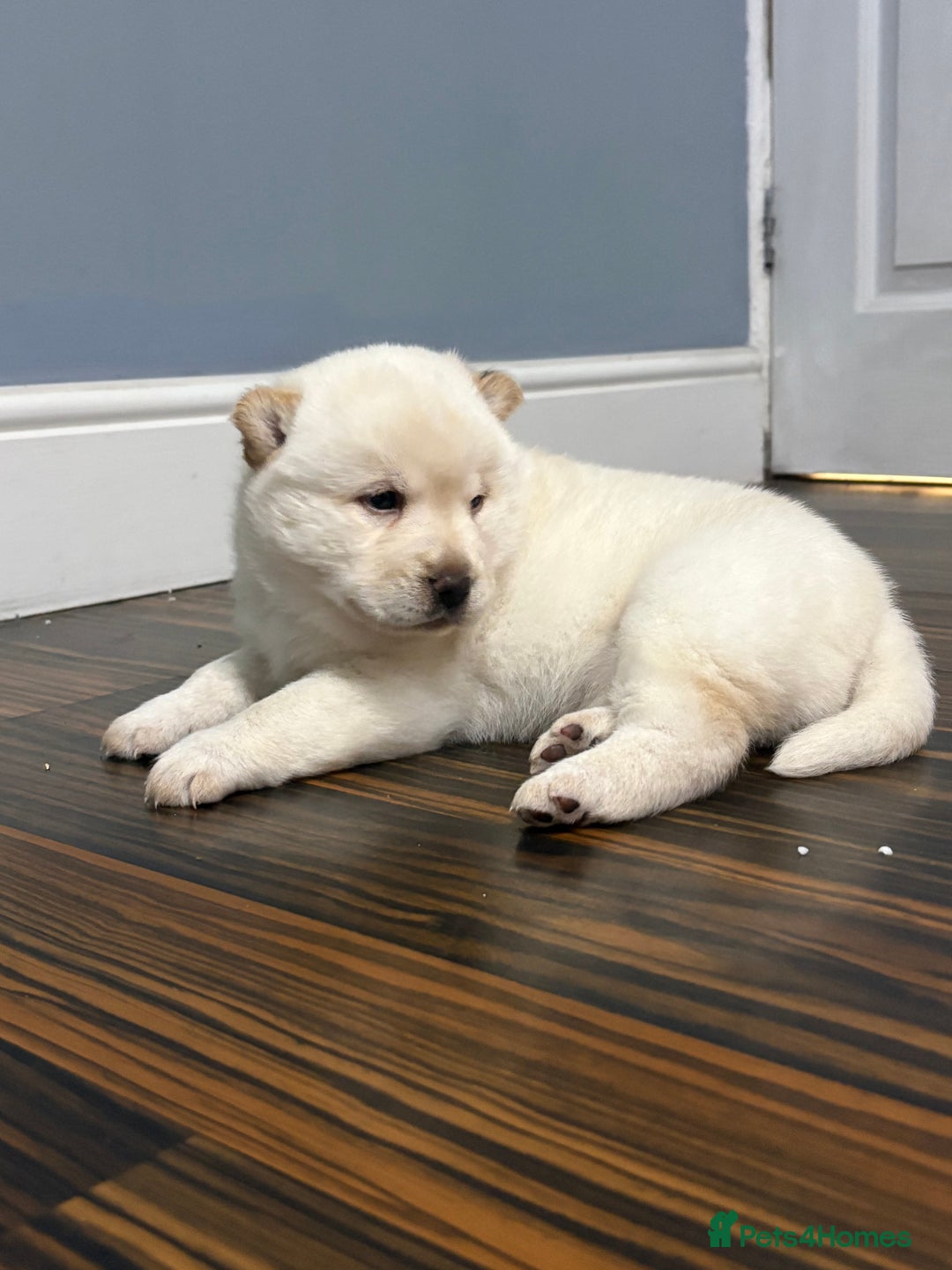 Siberian Husky dogs for sale: 3 fluffy chowski’s  - Advert 10