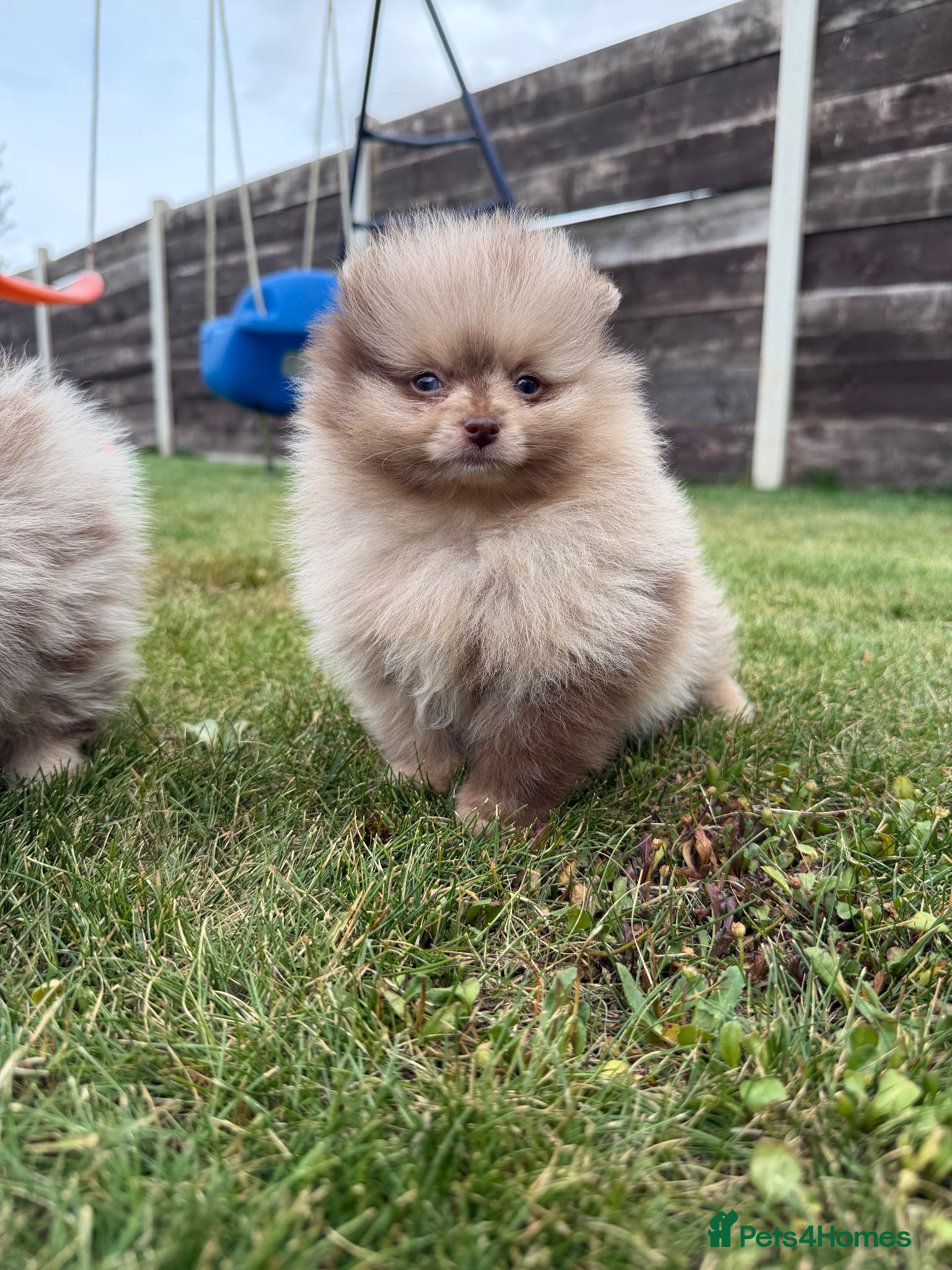Pomeranian dogs 🍫🍦 CHOCOLATE CREAM MEARLE TEDDY BEARS🍫🍦 - Advert 9