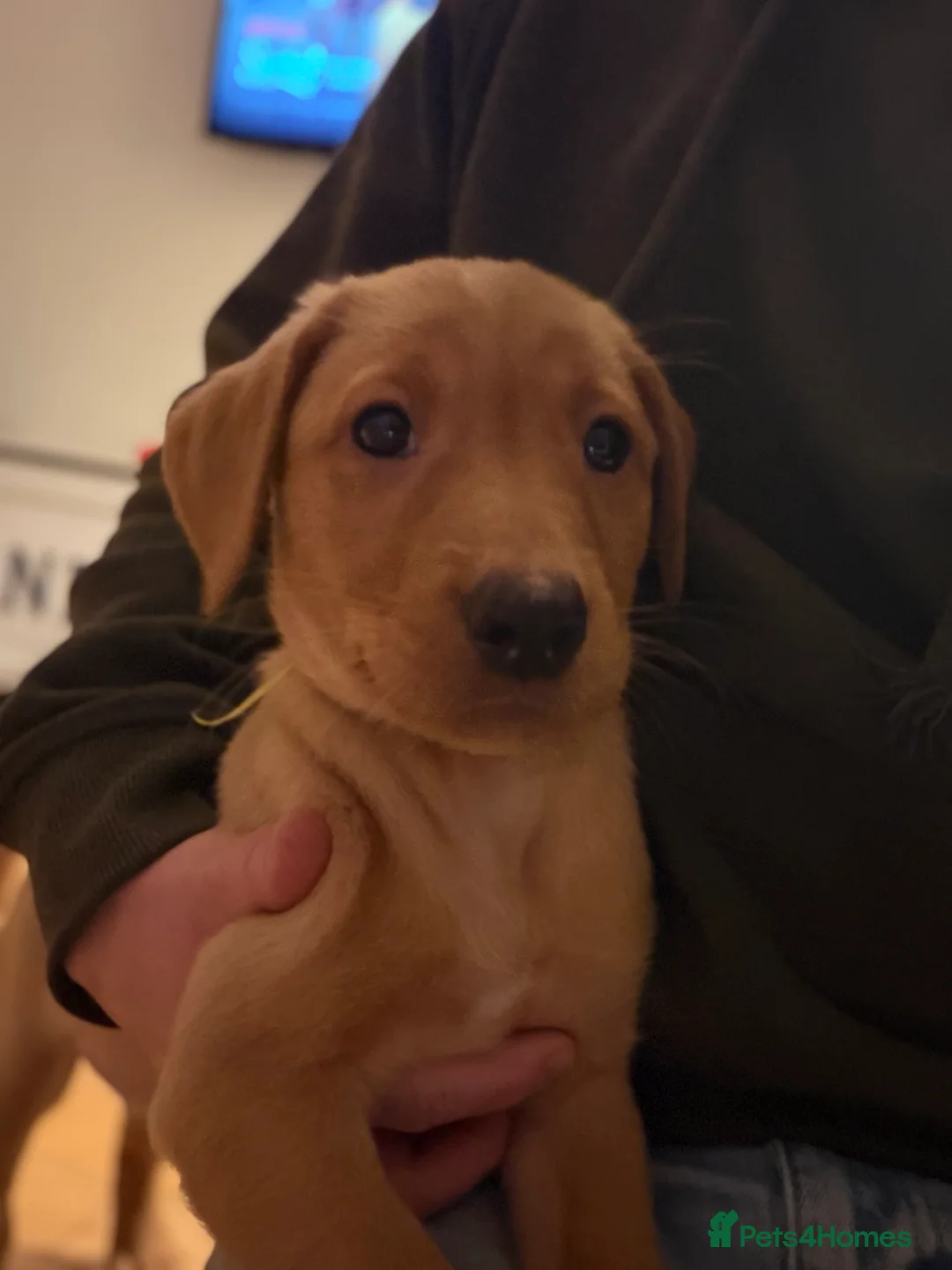 Labrador Retriever dogs for sale: KC Reg Labrador Puppies (mix of Red/blonde) - Advert 34