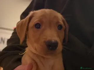 Labrador Retriever dogs KC Reg Labrador Puppies (mix of Red/blonde) - Advert 1