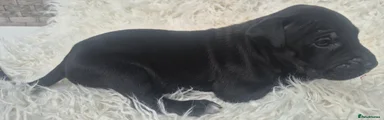 Presa Canario 6
