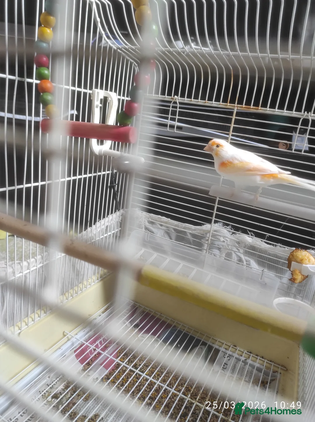 Canaries birds for sale: Canary in London - Advert 2