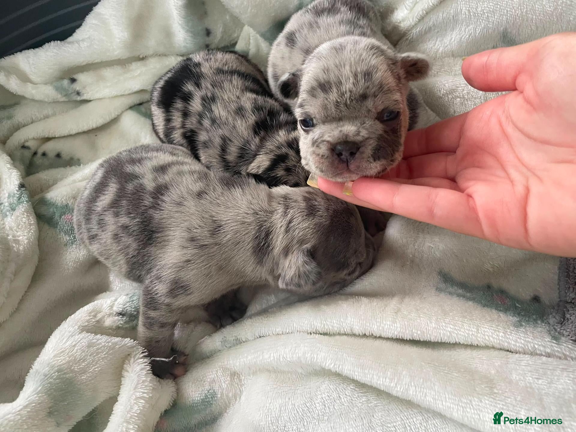 French Bulldog dogs Gorgeous French bulldog puppy's  - Advert 13