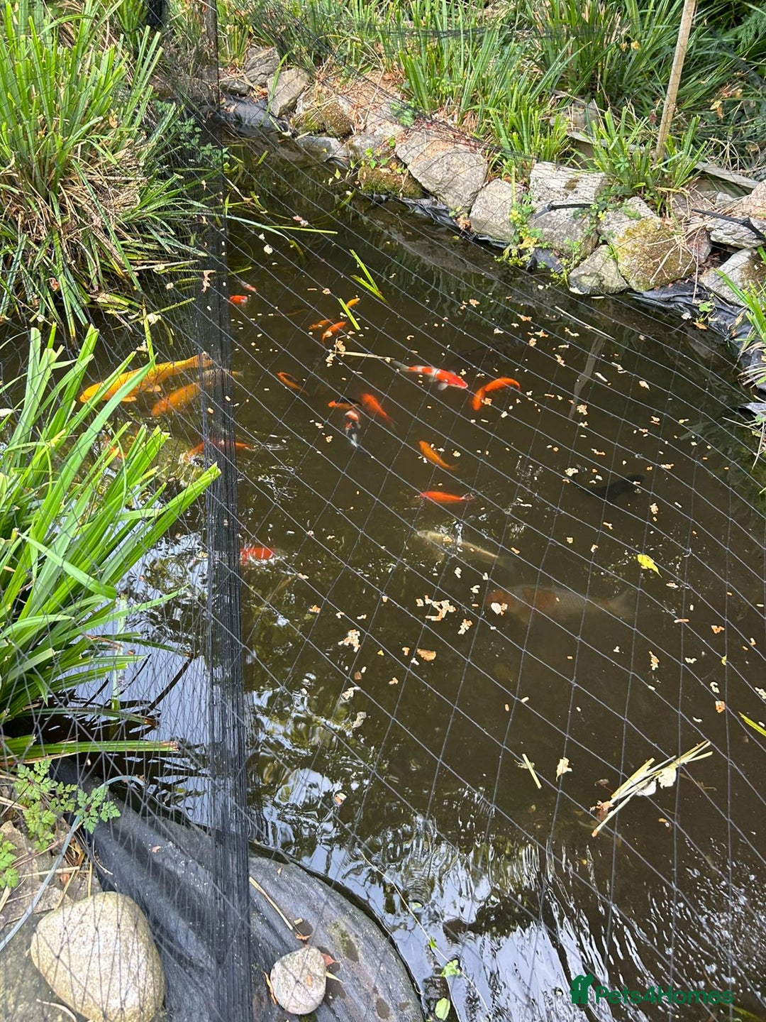 Koi Carp fish for sale: Koi carp and other breeds of fish  - Image 2