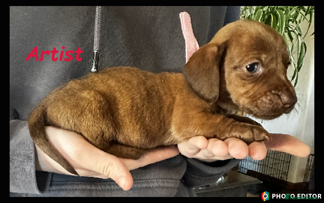 Dachshund dogs for sale: Beautiful Dachshunds ❤️❤️ - Advert 7