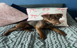 Patterdale Terrier dogs for sale: Female Patterdale Pup - Image 1