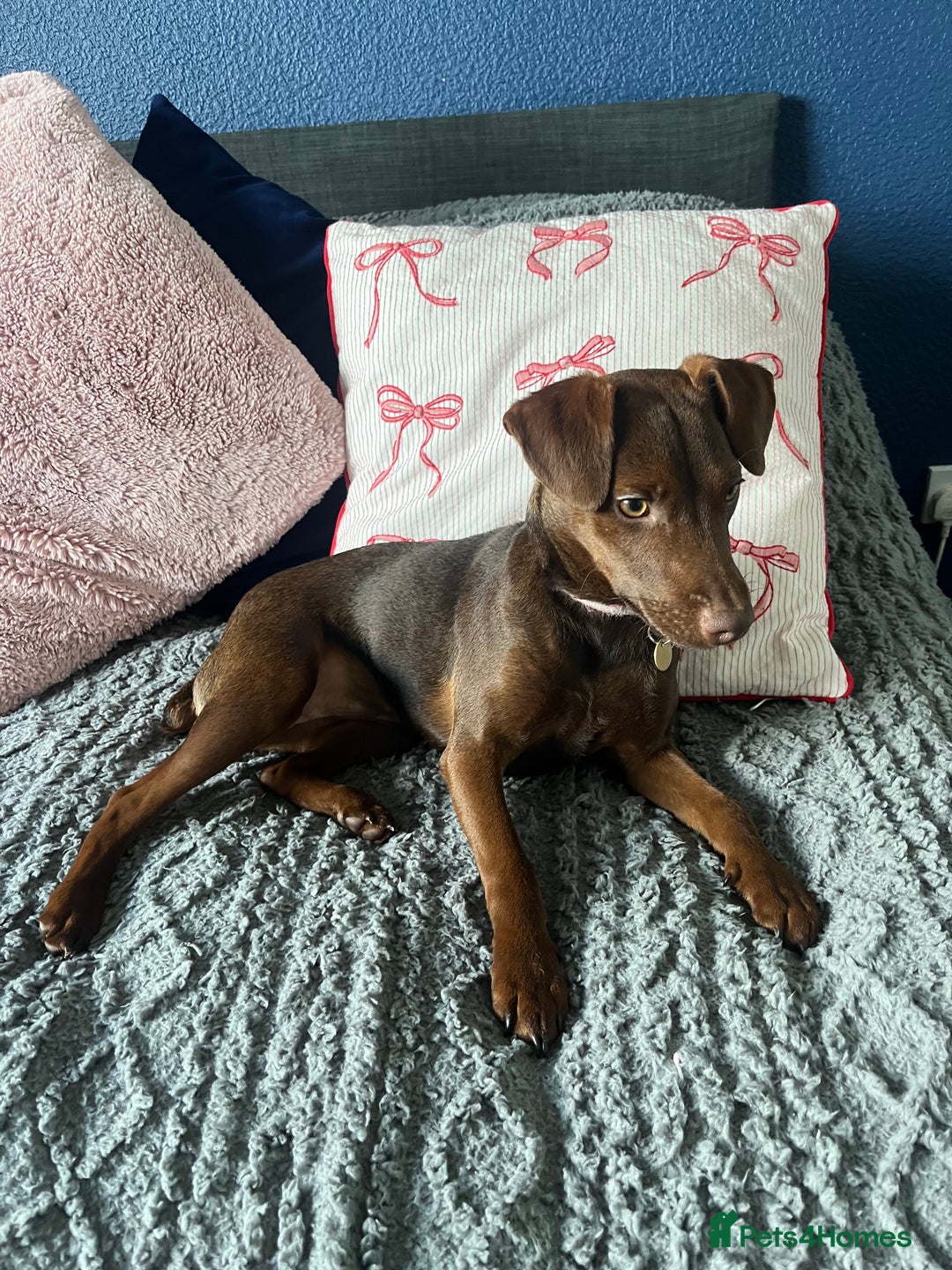 Patterdale Terrier dogs for sale: Female Patterdale Pup - Image 1