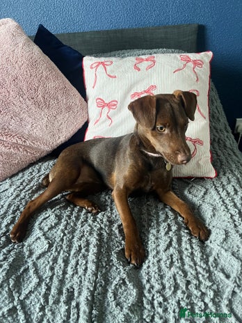 Patterdale Terrier dogs - Advert 2
