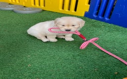 Golden Retriever dogs for sale: Gorgeous KC reg Golden Retriever Puppies - Image 33