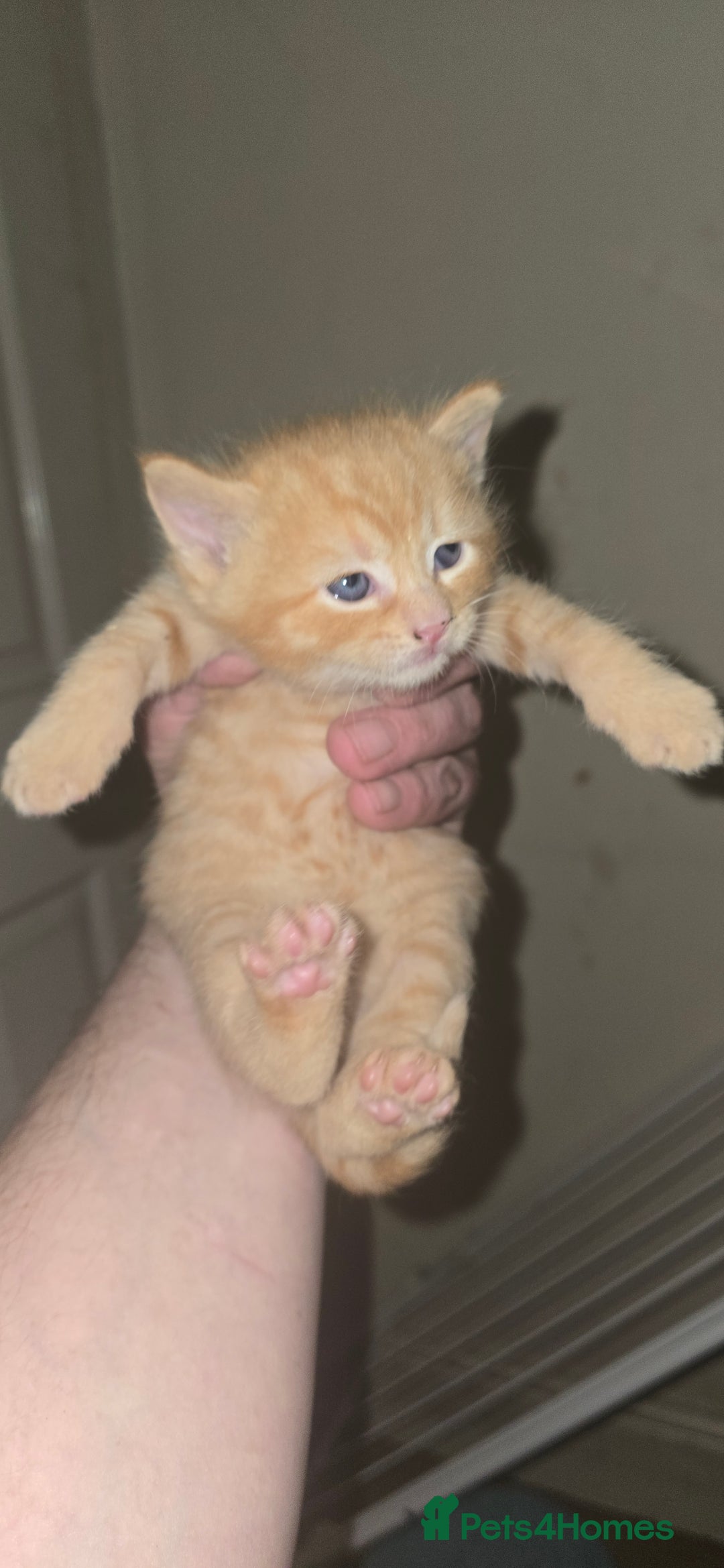 Mixed Breed cats for sale: 3 beautifull kittens ready for 17/10/2025 - Image 1