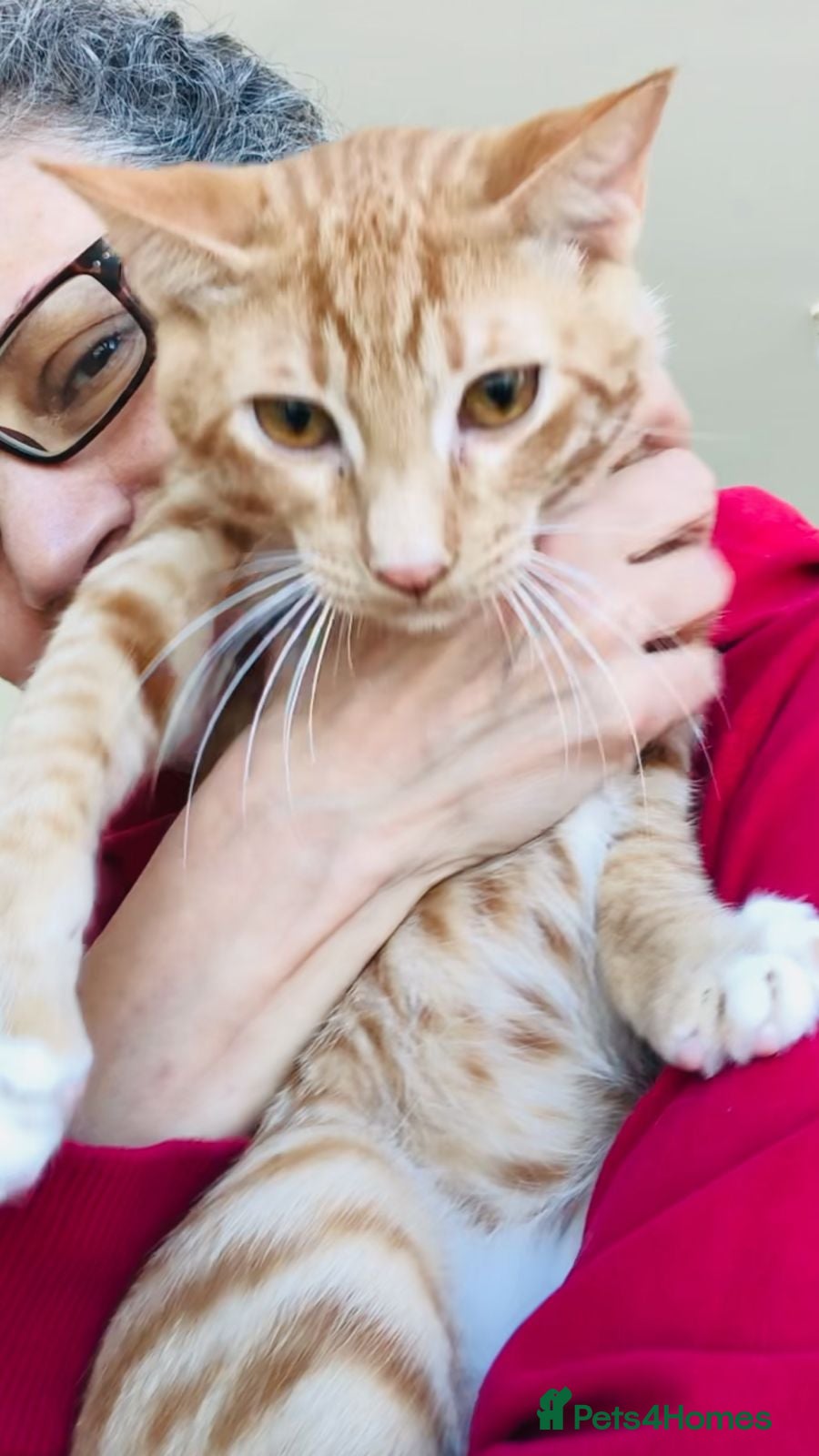 Mixed Breed cats AZY - INTELLIGENT AFFECTIONATE KITTEN NEUTERED  - Advert 1