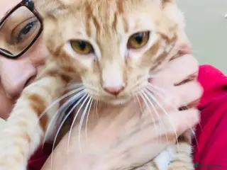 Mixed Breed cats AZY - INTELLIGENT AFFECTIONATE KITTEN NEUTERED - Advert 1