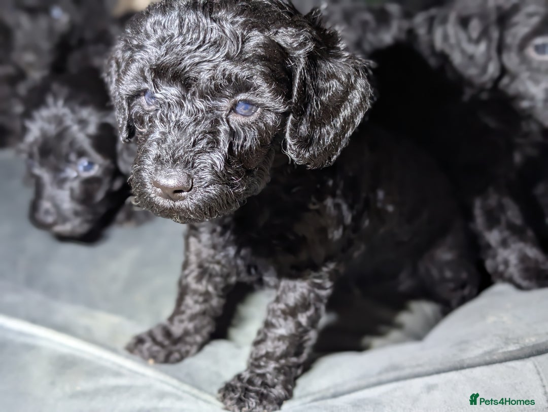 Cavapoochon dogs for sale: Rare Cavapoochons Home Raised PRA clear - Advert 37