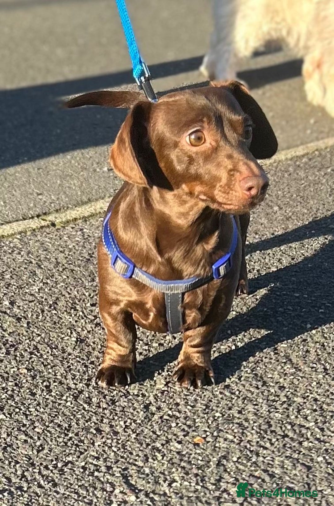 Miniature Dachshund dogs for stud: SOLID CHOCOLATE MINIATURE TINY DACHSHUND FOR STUD  - Advert 9