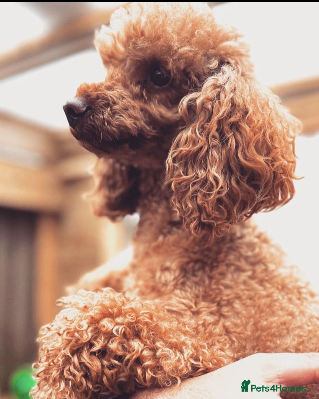 Cavapoo dogs for sale: Gorgeous Red Cavapoo Puppies - Advert 28