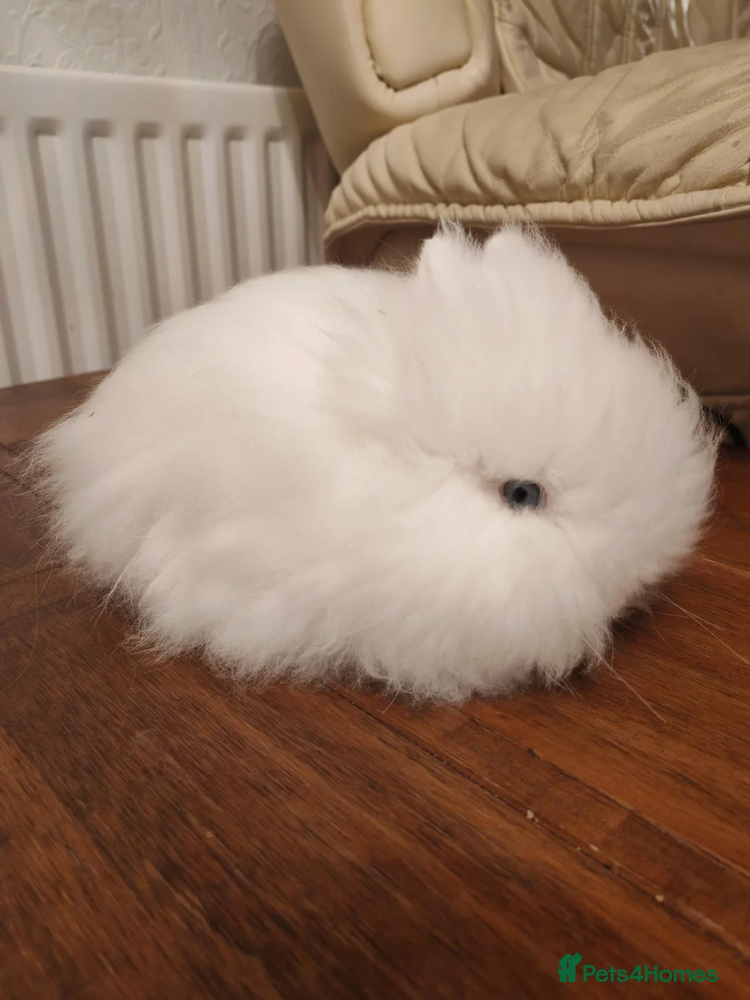 Lionhead rabbits for sale: Blue eyed white double maned baby lionhead - Advert 1