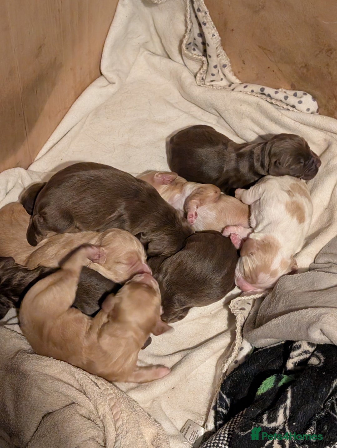 Cocker Spaniel dogs for sale: stunning cocker spaniel pups ready soon - Advert 3