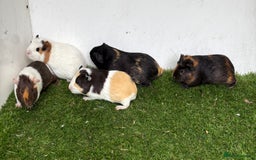 Guinea Pig rodents for sale: Female baby guinea pigs  - Image 19